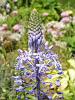 Scilla Persica (fam. Liliacees)(Asie Mineure) (02) (Photo F. Mrugala)